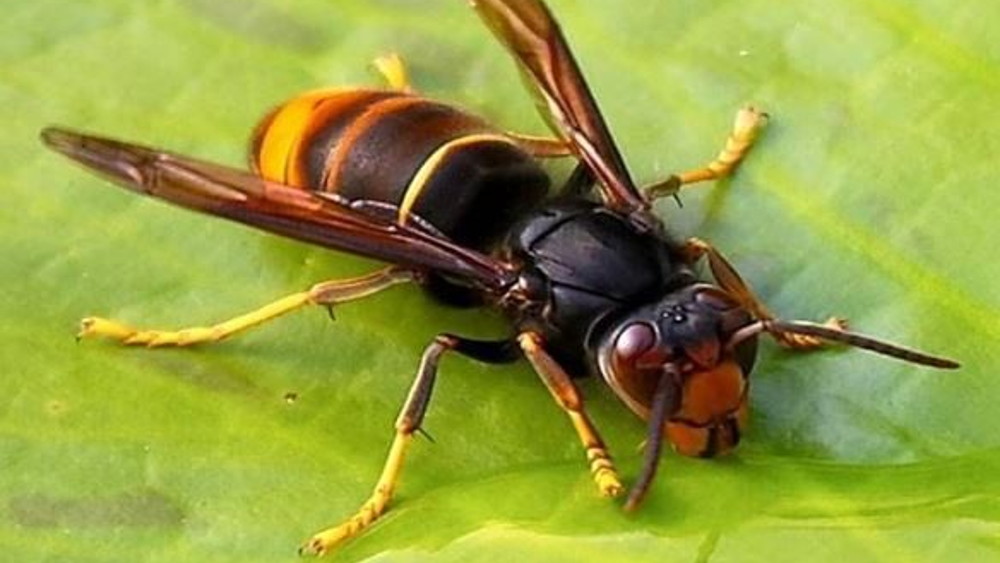 Nova ferramenta online STOP Vespa